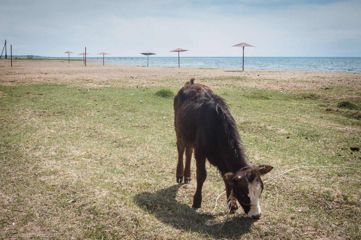 Cow grazing on Tamchy beach